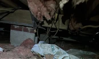 Fallen, damp fiberglass insulation hanging from crawlspace joists onto the ground